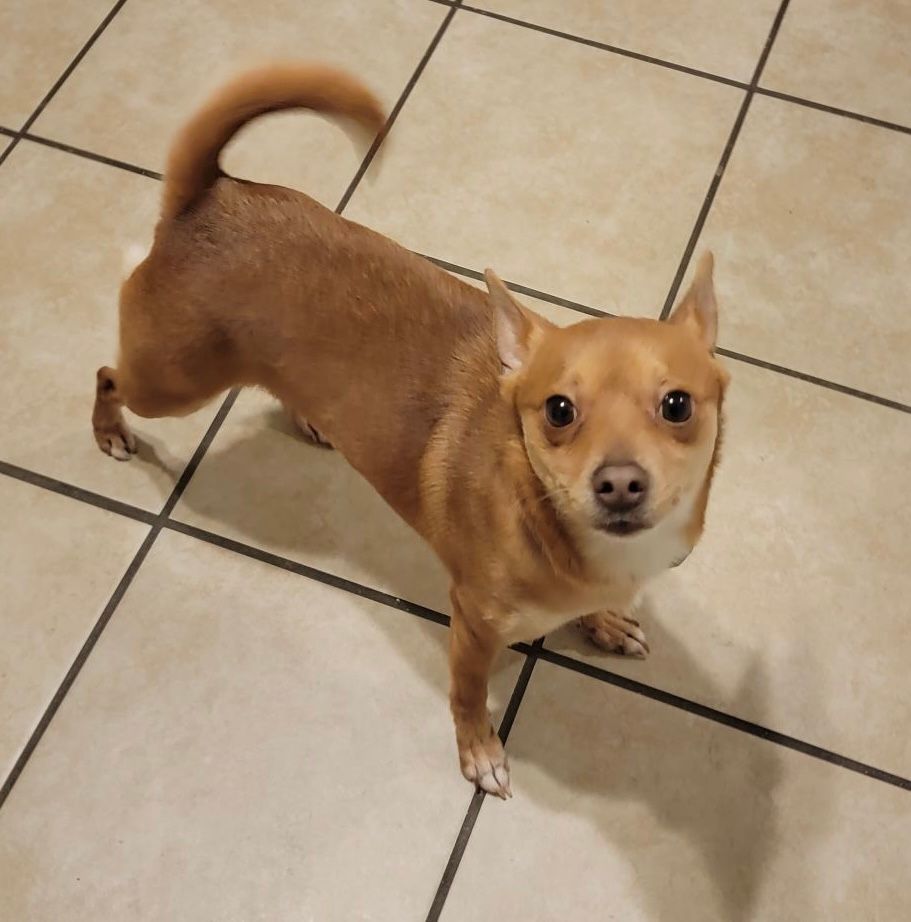 Jazmyne, an adoptable Chihuahua, Pomeranian in Memphis, TN, 38112 | Photo Image 3