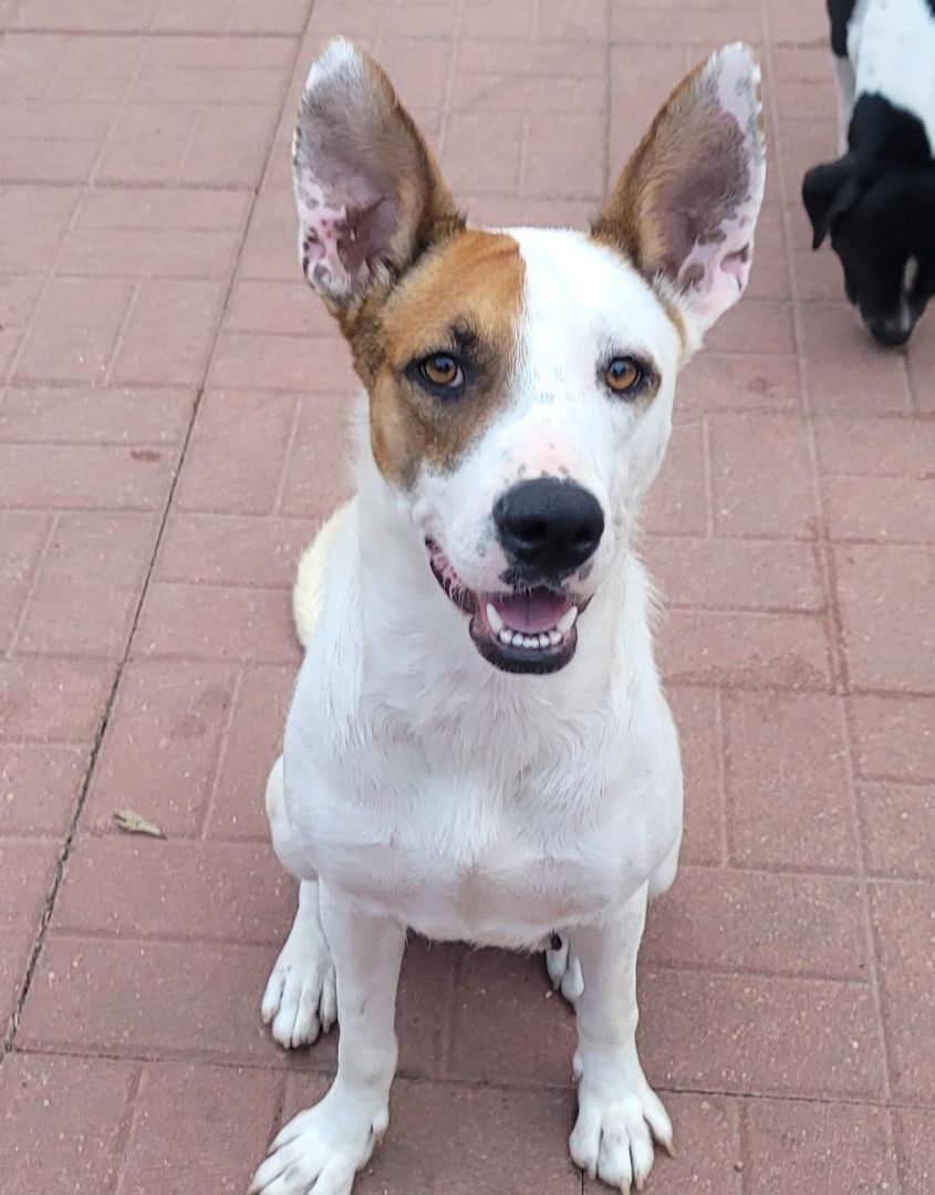 Photo of Adult Female Canaan Dog White / Cream