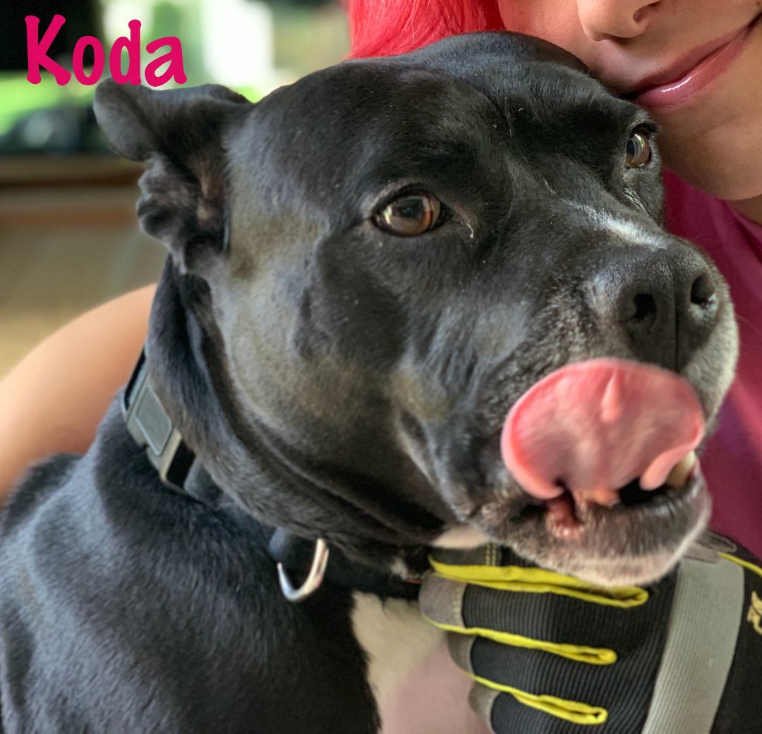 Koda - Foster to Adopt Available!