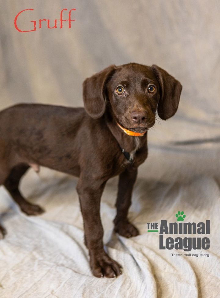 Gruff, an adoptable Labrador Retriever & Boykin Spaniel Mix in Clermont, FL_image-3