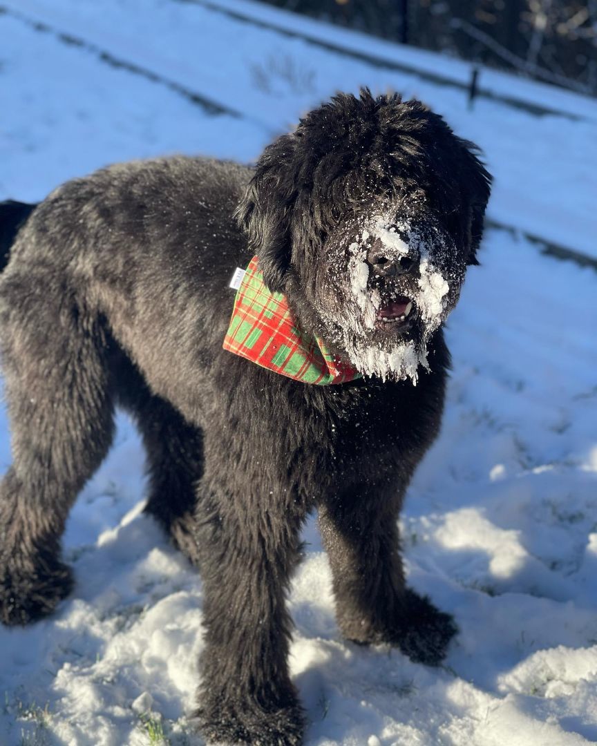 Bouvier best sale poodle mix