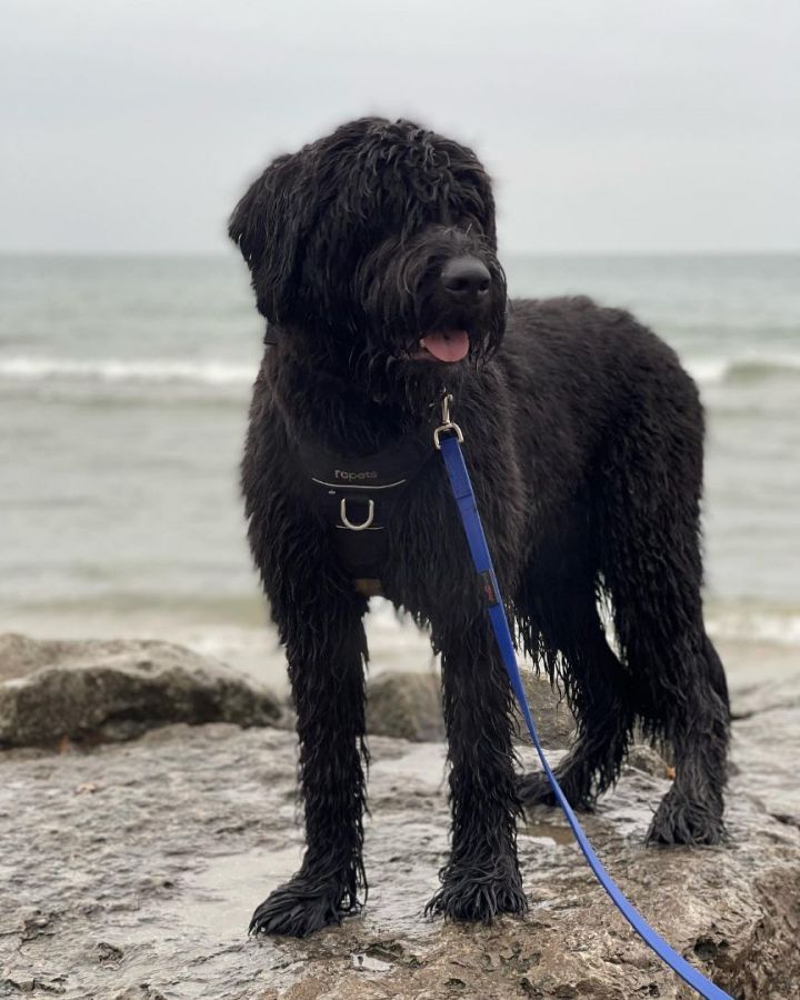 Petfinder bouvier 2024