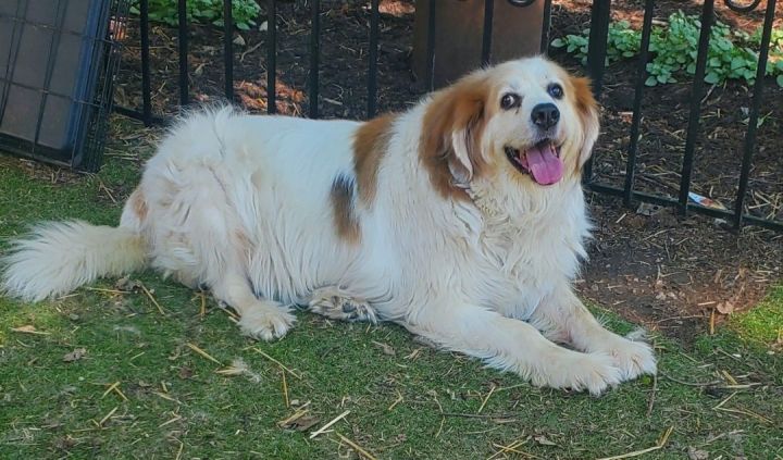 Great pyrenees mix 2024 with saint bernard