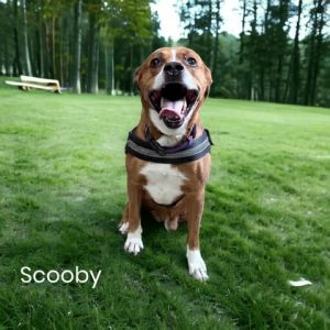 Scooby