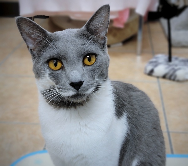 Cat for adoption Topaz, a Domestic Short Hair Mix in Kelowna, BC