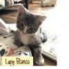 Lupe Blanca 