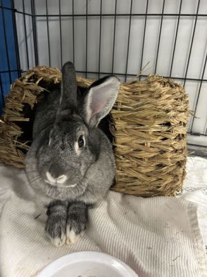 Rabbits for Adoption Near Cleveland, OH