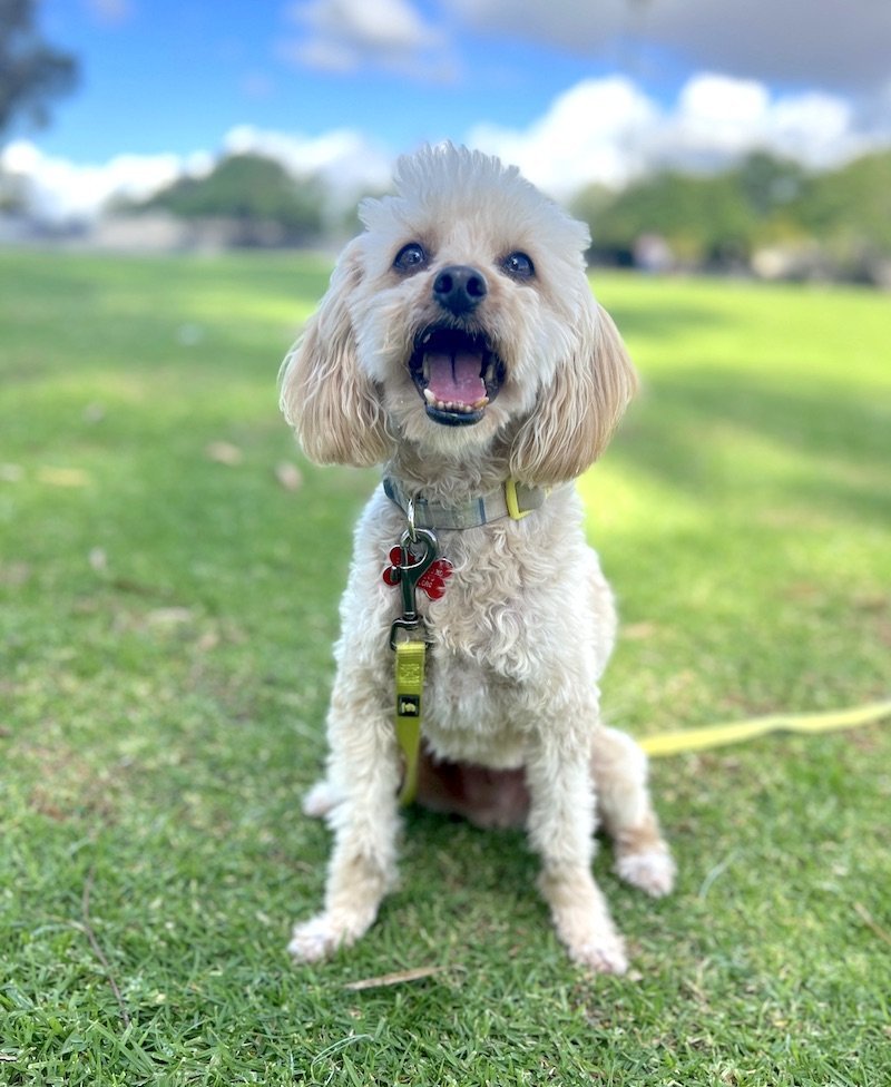 Jacks, an adoptable Poodle, Maltese in San Diego, CA, 92102 | Photo Image 1