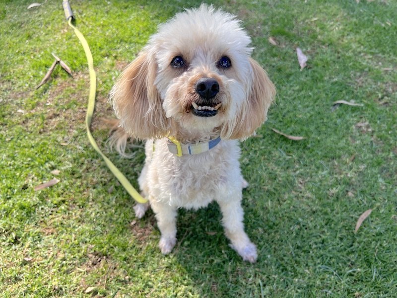 Jacks, an adoptable Poodle, Maltese in San Diego, CA, 92102 | Photo Image 2