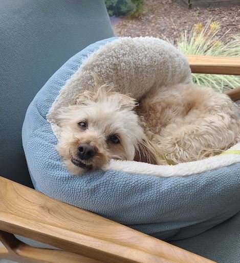 Jacks, an adoptable Poodle, Maltese in San Diego, CA, 92102 | Photo Image 3