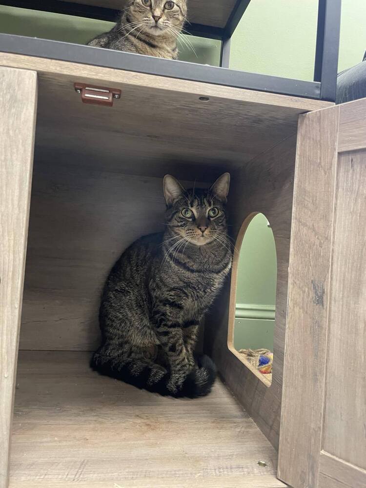 Frack, an adoptable Domestic Short Hair in Greene, NY, 13778 | Photo Image 1