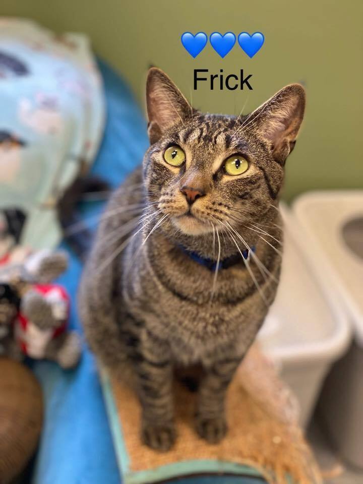 Frick, an adoptable Domestic Short Hair in Greene, NY, 13778 | Photo Image 1