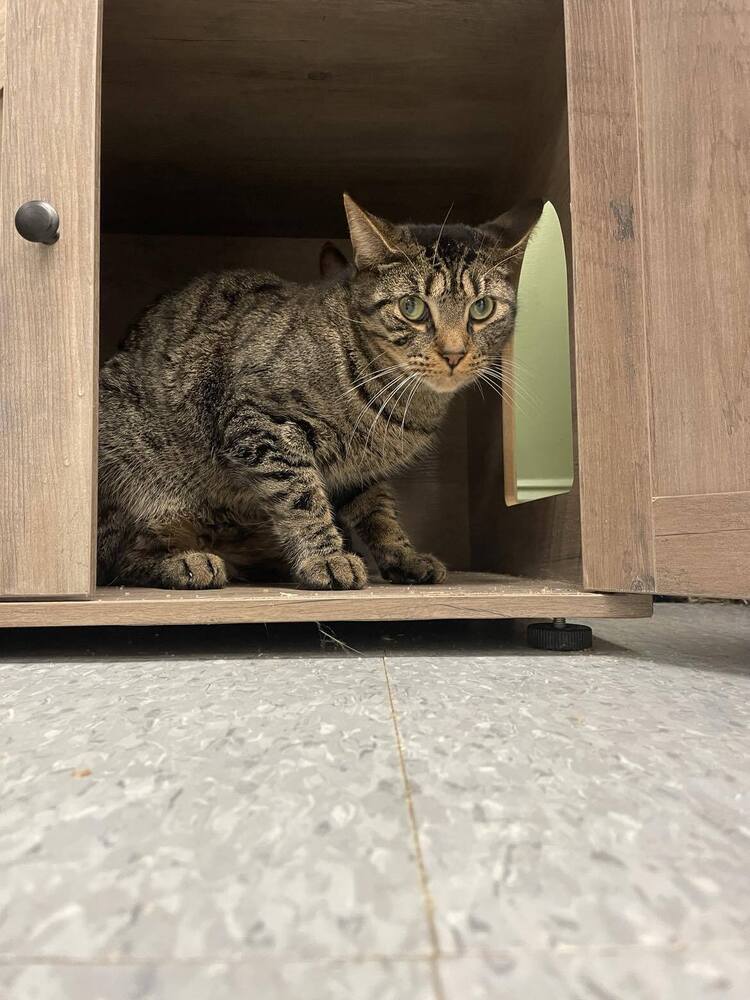 Frick, an adoptable Domestic Short Hair in Greene, NY, 13778 | Photo Image 2