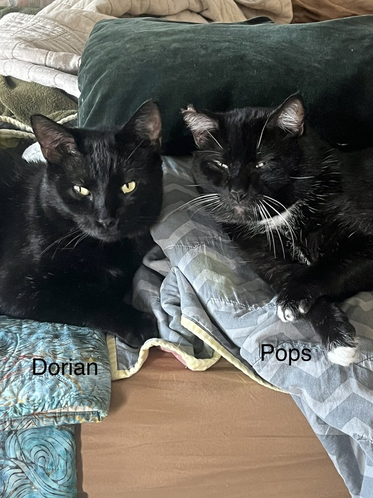 Dorian 2022, an adoptable Domestic Short Hair in Virginia Beach, VA, 23455 | Photo Image 3