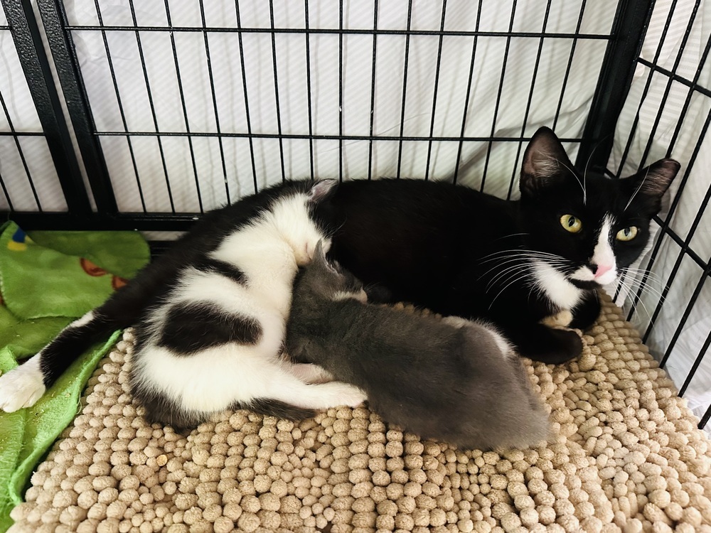 Mama Fran, an adoptable Domestic Short Hair in Virginia Beach, VA, 23455 | Photo Image 2