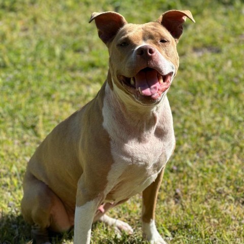 Scarlett, an adoptable American Staffordshire Terrier, Pit Bull Terrier in Lompoc, CA, 93436 | Photo Image 1