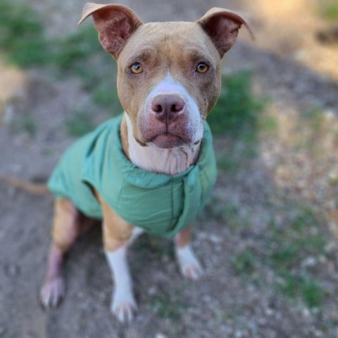 Scarlett, an adoptable American Staffordshire Terrier, Pit Bull Terrier in Lompoc, CA, 93436 | Photo Image 2