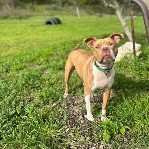 Scarlett, an adoptable American Staffordshire Terrier, Pit Bull Terrier in Lompoc, CA, 93436 | Photo Image 3