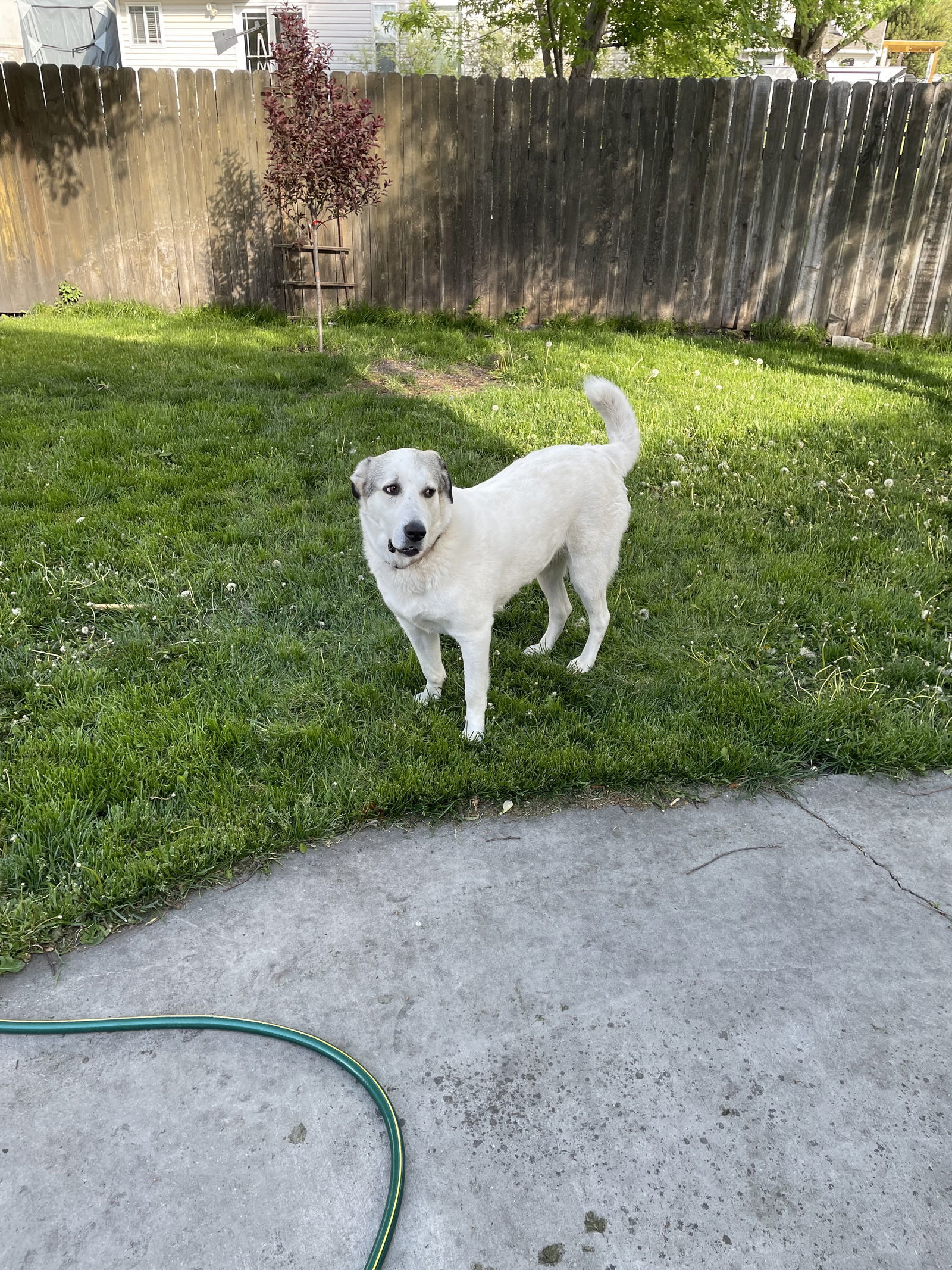 Aspen, an adoptable Akbash in Bountiful, UT, 84010 | Photo Image 2