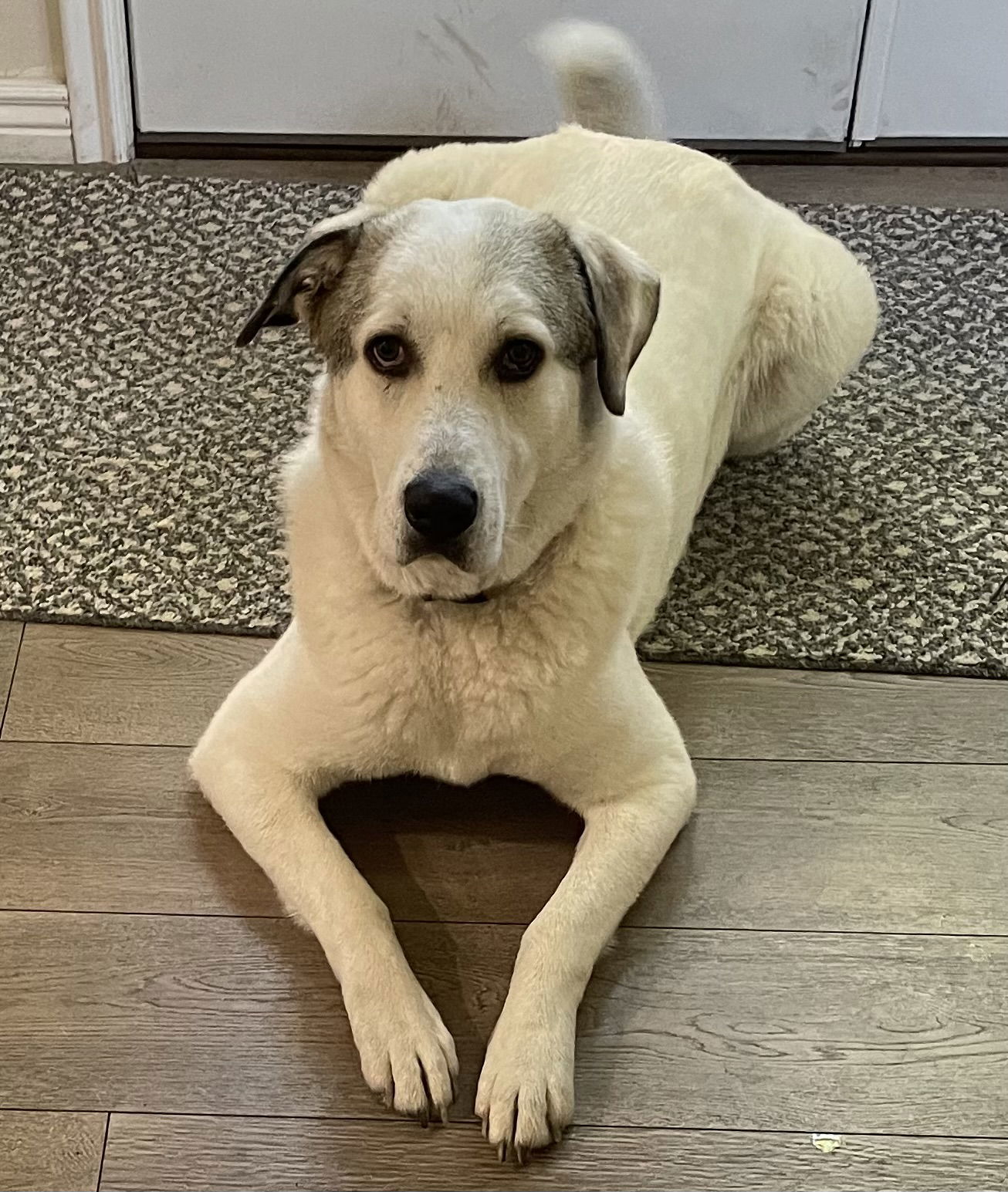 Aspen, an adoptable Akbash in Bountiful, UT, 84010 | Photo Image 2