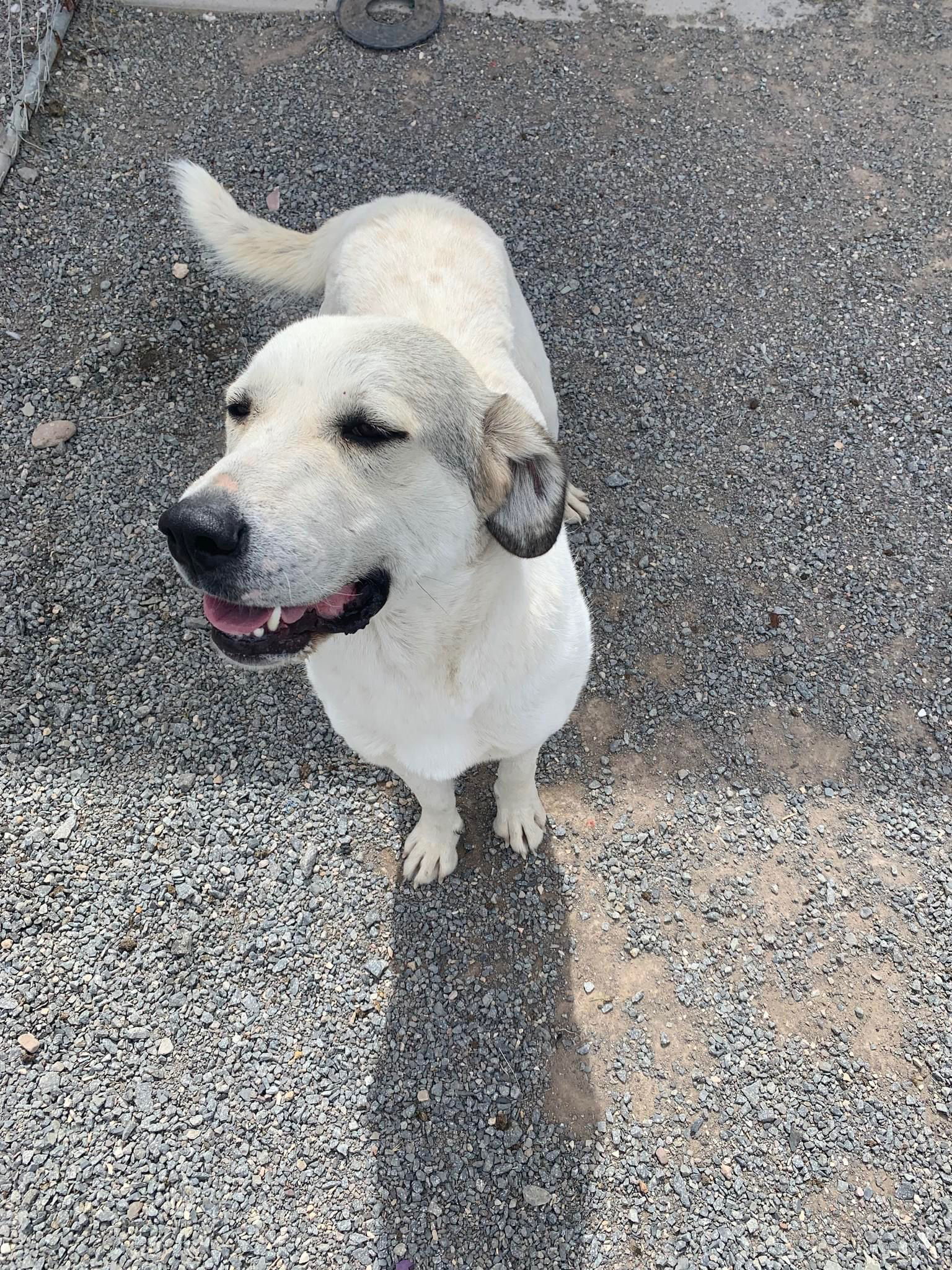 Aspen, an adoptable Akbash in Bountiful, UT, 84010 | Photo Image 3