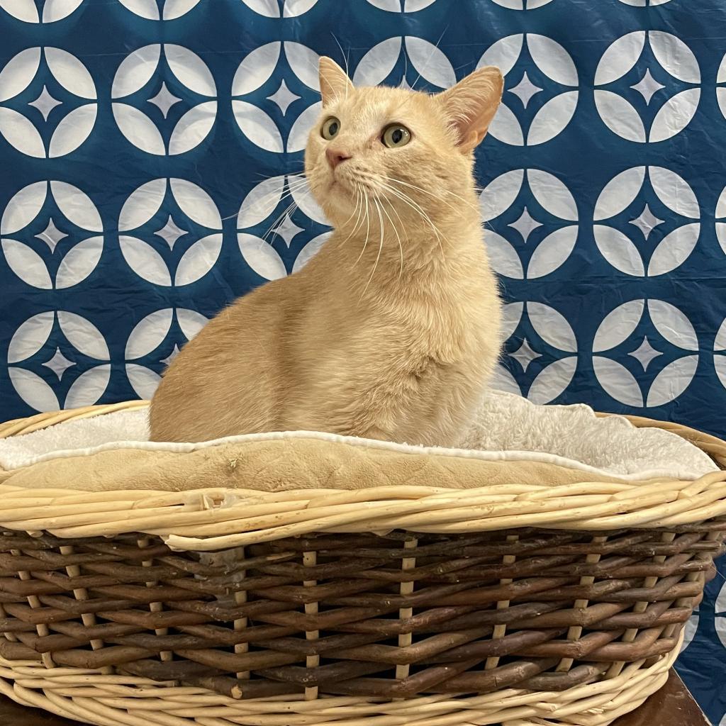 Parmesan