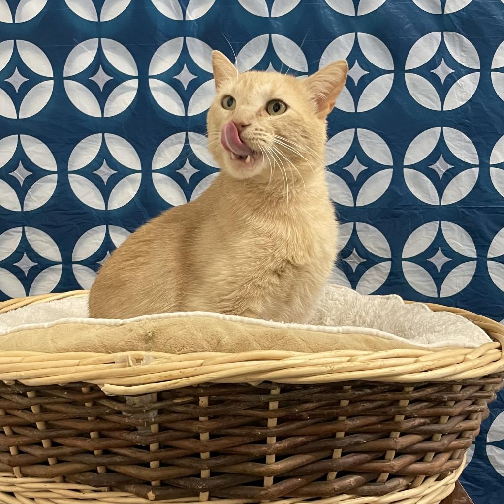 Parmesan