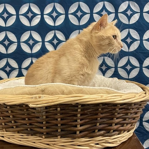 Parmesan