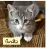 Gordita 