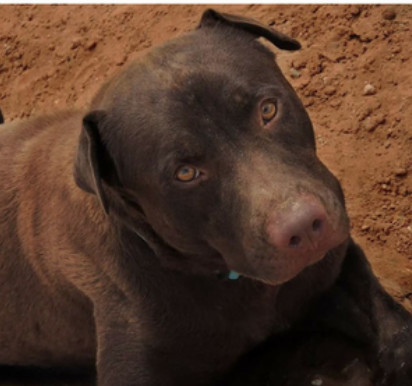 Aries, an adoptable Labrador Retriever, Pit Bull Terrier in El Paso, TX, 79938 | Photo Image 1