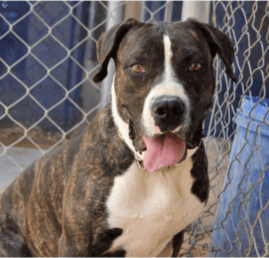Boyd, an adoptable Pit Bull Terrier in El Paso, TX, 79938 | Photo Image 1