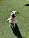 Lila