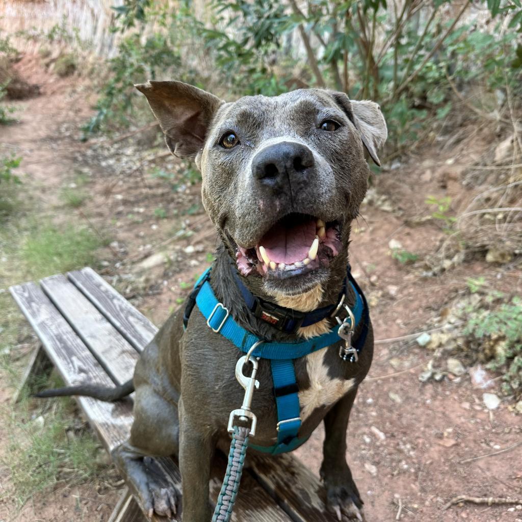 Hendrix, an adoptable Pit Bull Terrier in Kanab, UT, 84741 | Photo Image 1