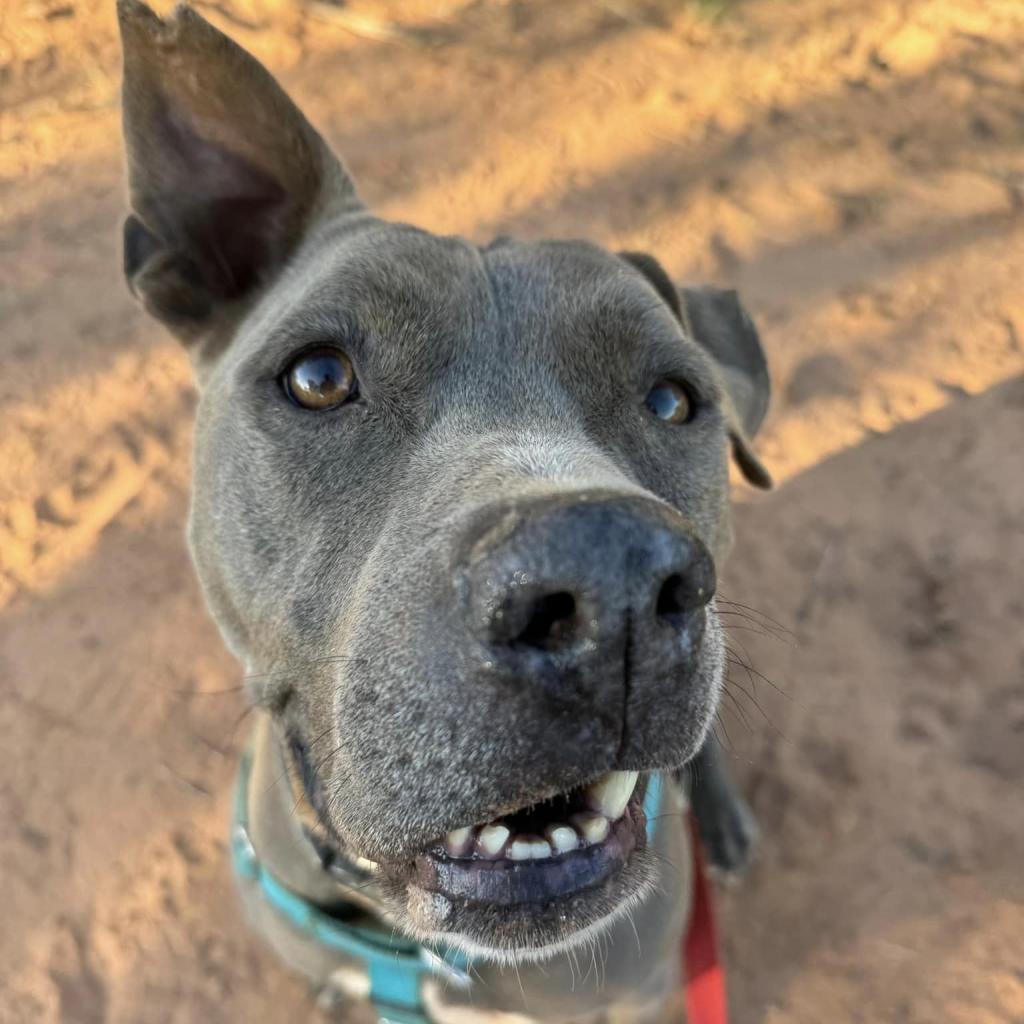 Hendrix, an adoptable Pit Bull Terrier in Kanab, UT, 84741 | Photo Image 4