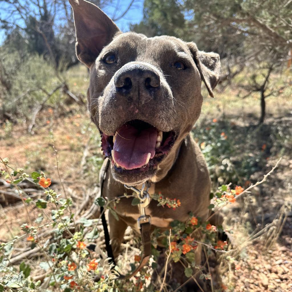 Hendrix, an adoptable Pit Bull Terrier in Kanab, UT, 84741 | Photo Image 5