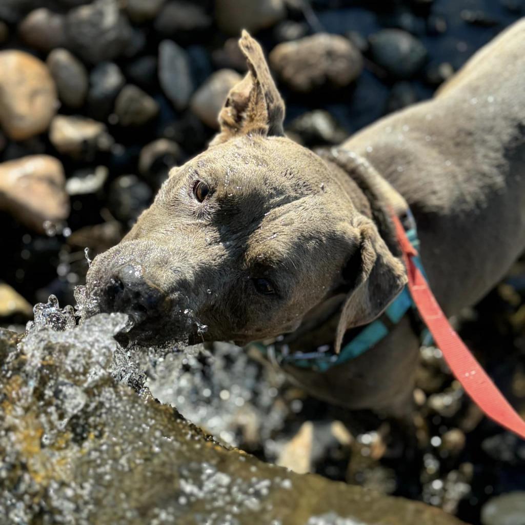 Hendrix, an adoptable Pit Bull Terrier in Kanab, UT, 84741 | Photo Image 6