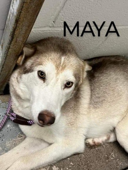 Maya, an adoptable Husky in Weatherford, TX_image-1