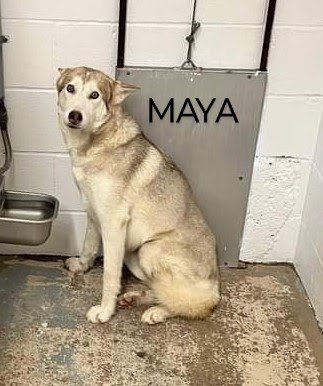 Maya, an adoptable Husky in Weatherford, TX_image-2