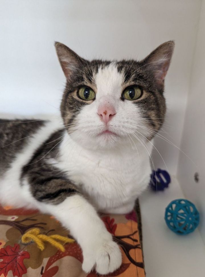 Mama Bella (Adoption Fee Sponsored!) 1
