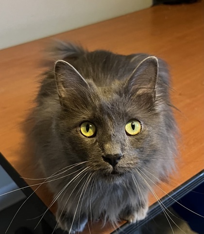 Brewster, an adoptable Domestic Long Hair, Domestic Short Hair in Neenah, WI, 54956 | Photo Image 1