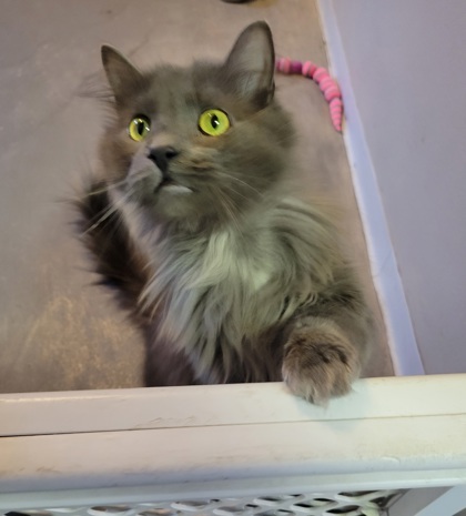 Brewster, an adoptable Domestic Long Hair, Domestic Short Hair in Neenah, WI, 54956 | Photo Image 2