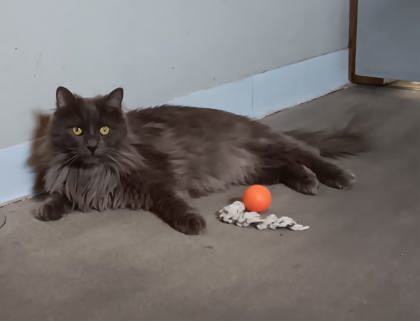 Brewster, an adoptable Domestic Long Hair, Domestic Short Hair in Neenah, WI, 54956 | Photo Image 3