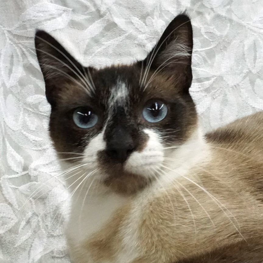 Ivan ..... d, an adoptable Siamese, Snowshoe in Pacific Palisades, CA, 90272 | Photo Image 1