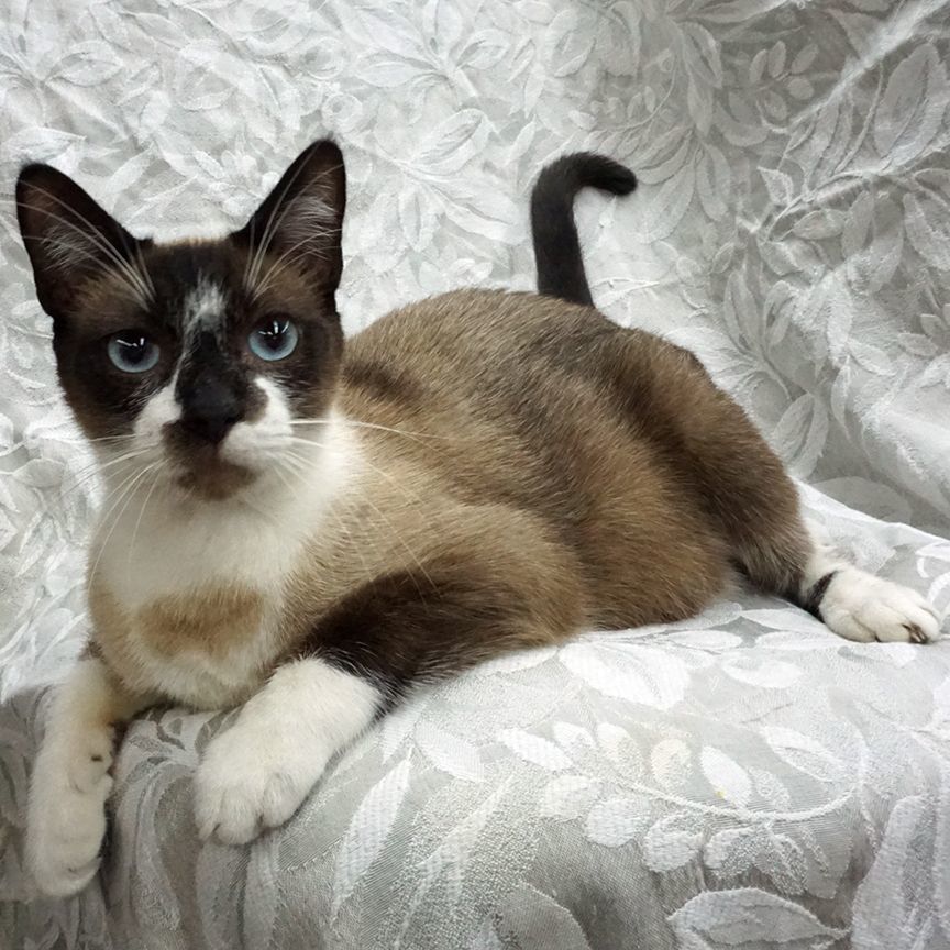 Ivan ..... d, an adoptable Siamese, Snowshoe in Pacific Palisades, CA, 90272 | Photo Image 2