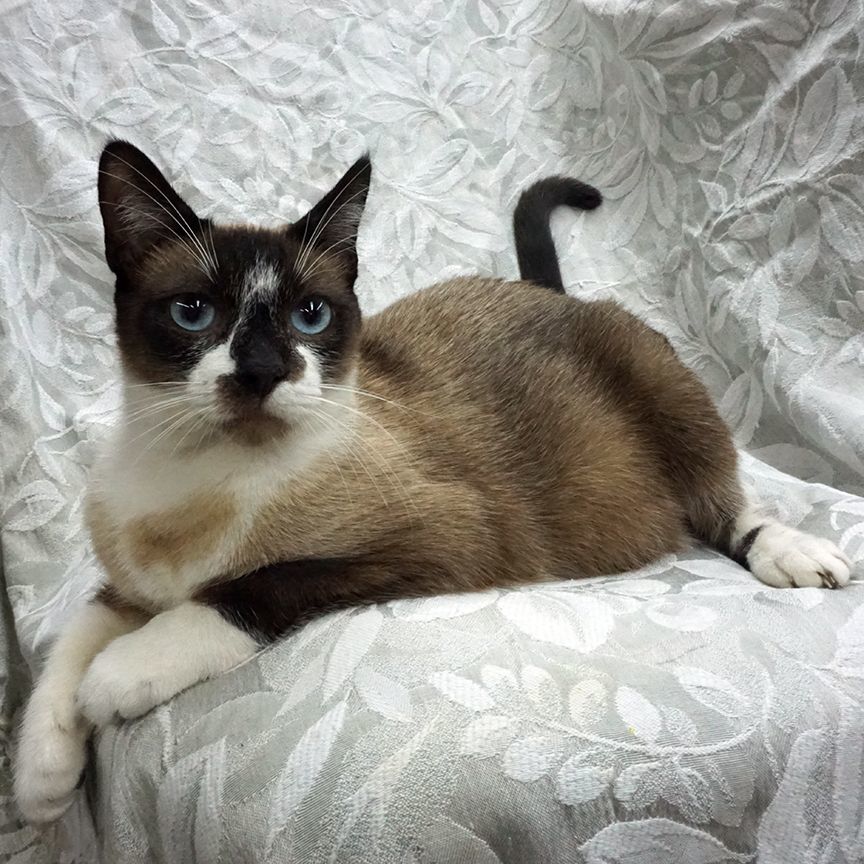 Ivan ..... d, an adoptable Siamese, Snowshoe in Pacific Palisades, CA, 90272 | Photo Image 3