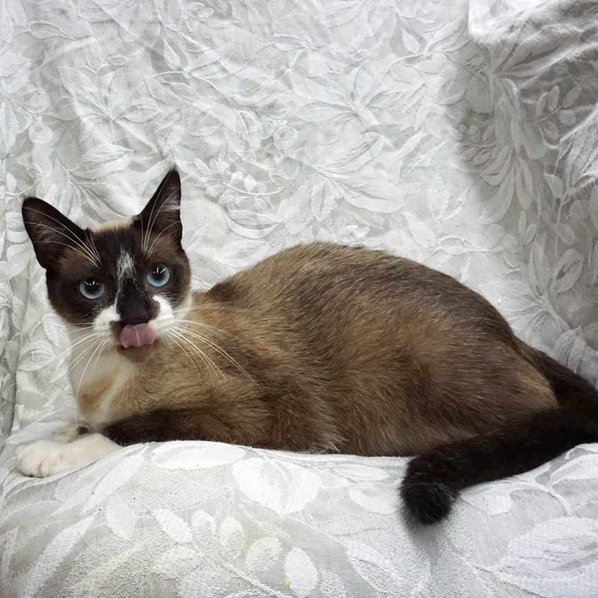 Ivan ..... d, an adoptable Siamese, Snowshoe in Pacific Palisades, CA, 90272 | Photo Image 4