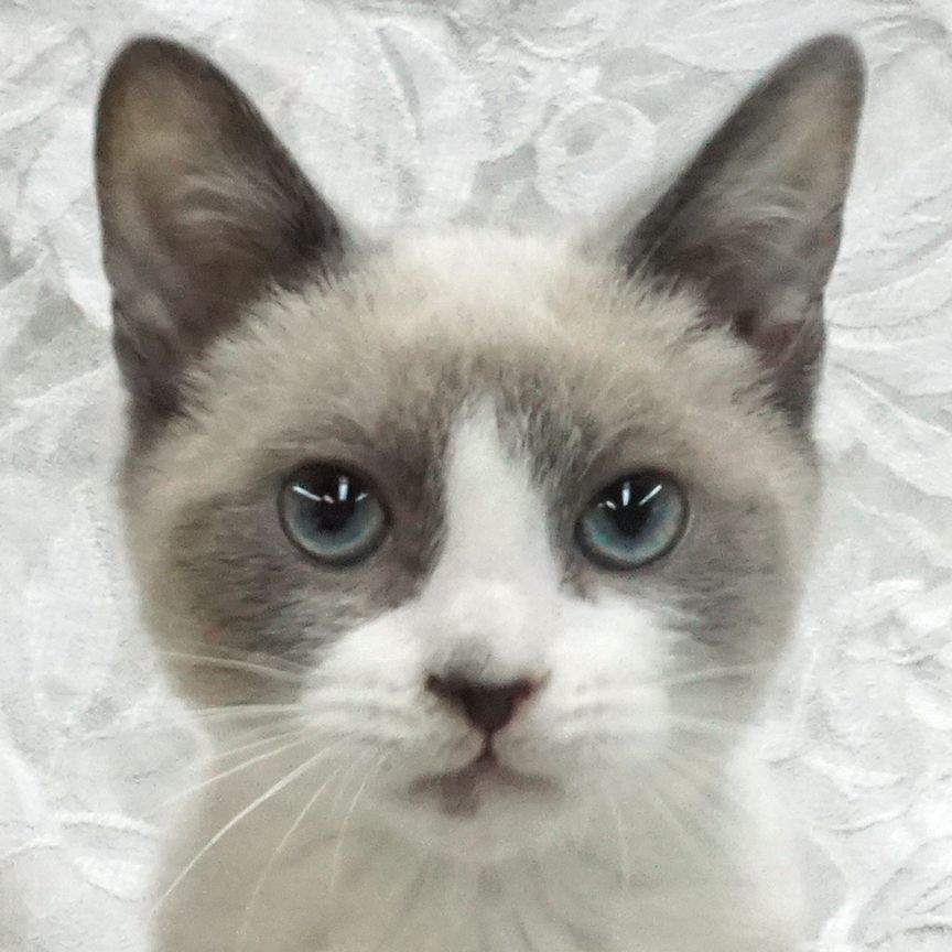 Maurice ..... d, an adoptable Snowshoe, Siamese in Pacific Palisades, CA, 90272 | Photo Image 1