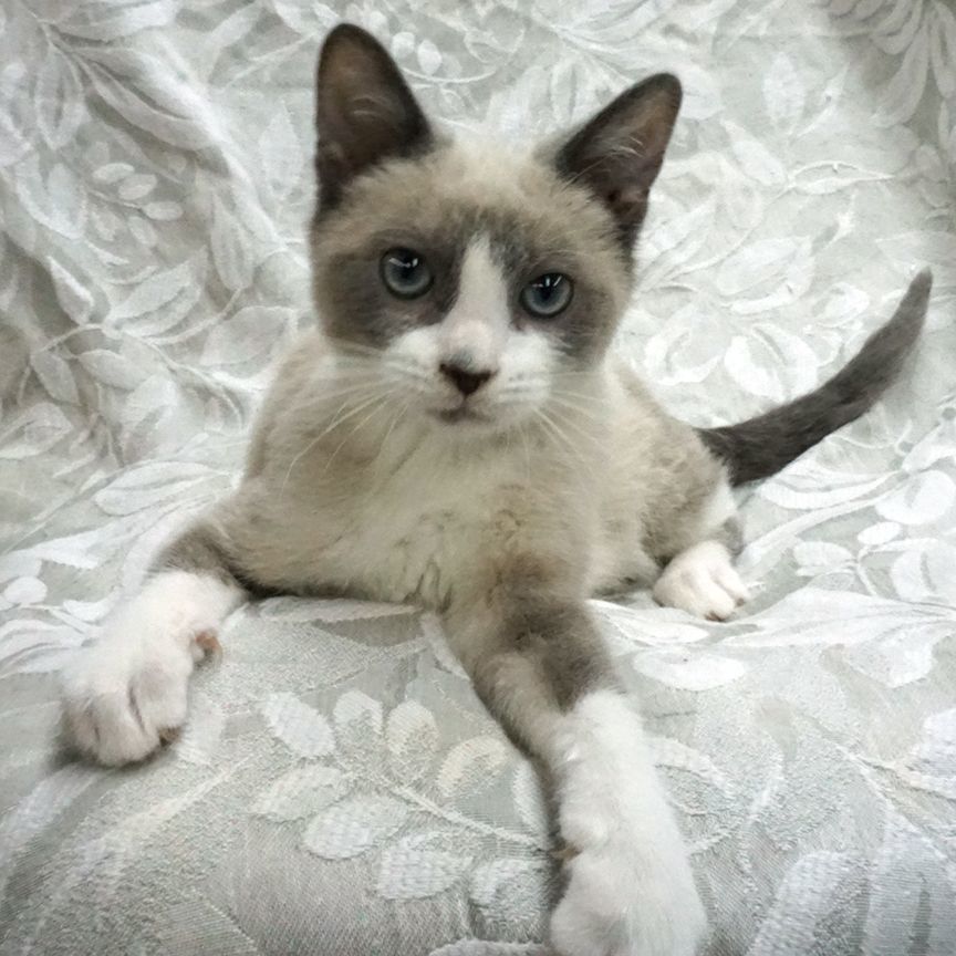 Maurice ..... d, an adoptable Snowshoe, Siamese in Pacific Palisades, CA, 90272 | Photo Image 2