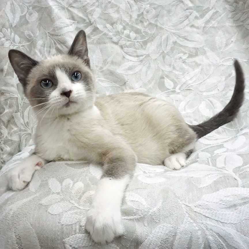 Maurice ..... d, an adoptable Snowshoe, Siamese in Pacific Palisades, CA, 90272 | Photo Image 3