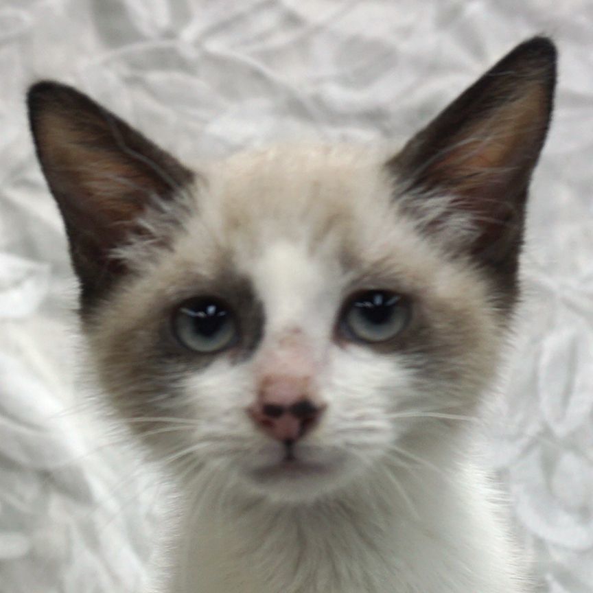 Converse ..... d, an adoptable Snowshoe, Siamese in Pacific Palisades, CA, 90272 | Photo Image 1